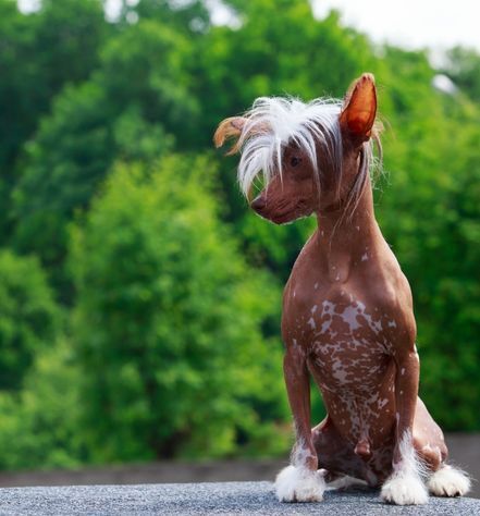 Chinese Crested Dog Personality
