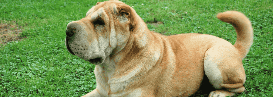 Chinese Shar Pei Dog