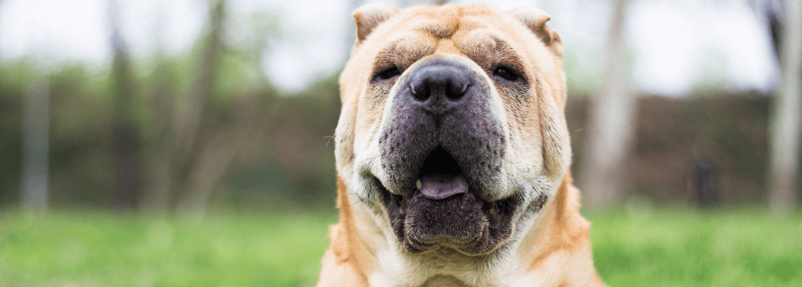 Chinese Shar Pei Dog