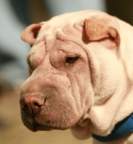 Chinese Shar Pei Personality