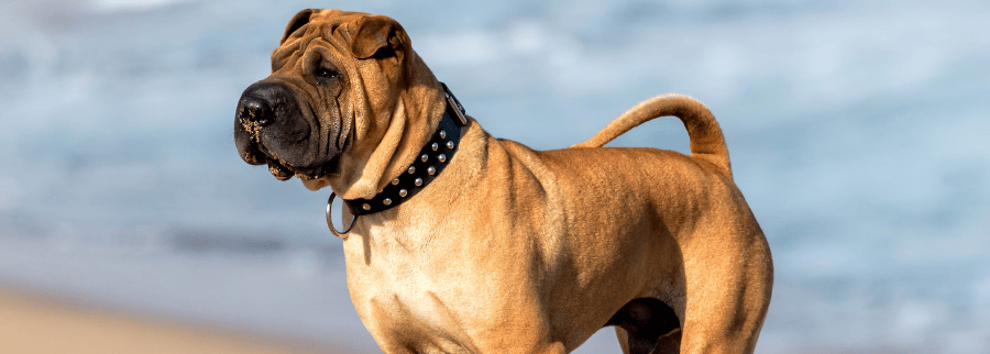 Chinese Shar Pei Dog