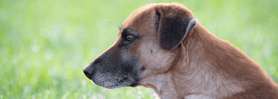 chinook dog