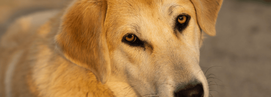 Chinook Dog