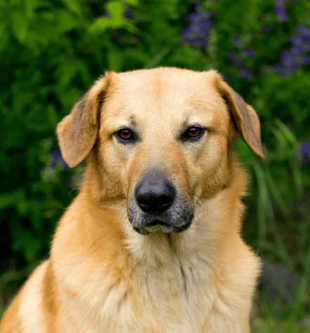 chinook dog Personality