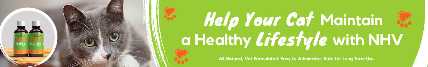 Help Your Cat Maintain a Healthy Lifestyle With NHV