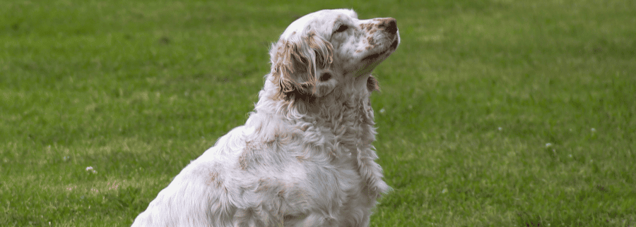Clumber Spaniel dog sitting on the grass