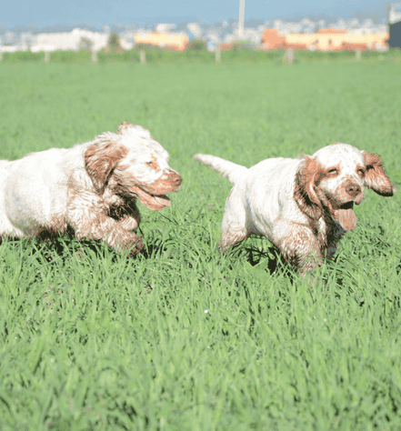 Two Clumber Spaniel puppies playing