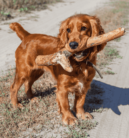 Cocker Spaniel Dog Personality