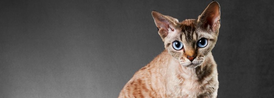 Cornish Rex