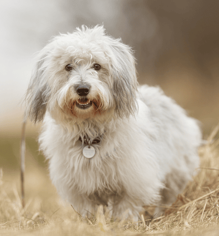 Coton de Tulear Personality