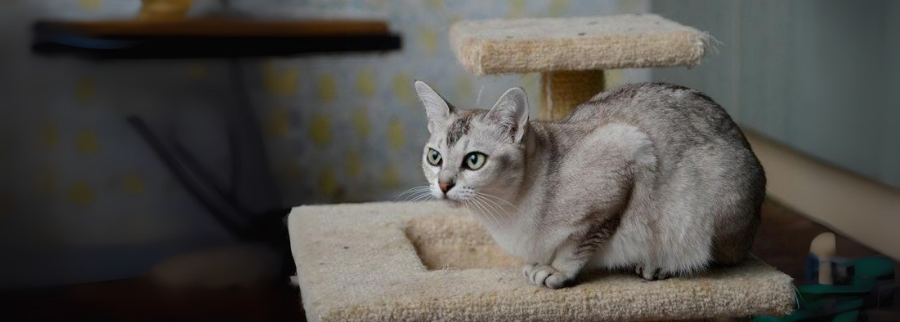 curious  Asian Cat-MalayanCat