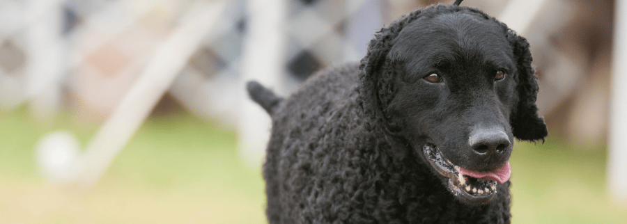 Black Curly Coat Retriever