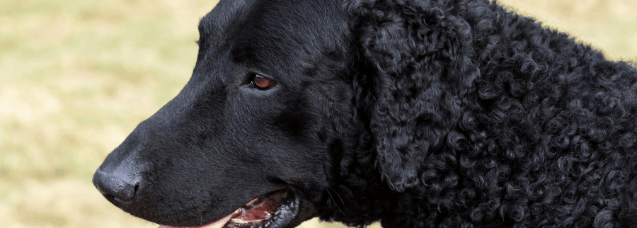 Black Curly Coat Retriever