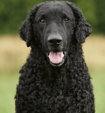 Curly Coat Retrievers Personality