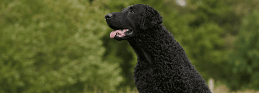 Black Curly Coat Retriever