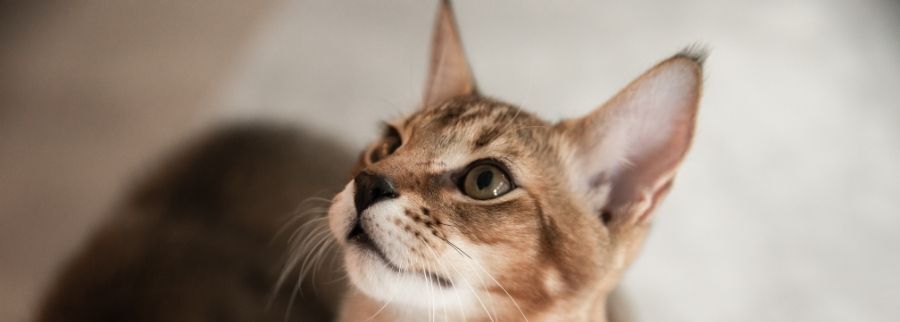 Chausie Cat
