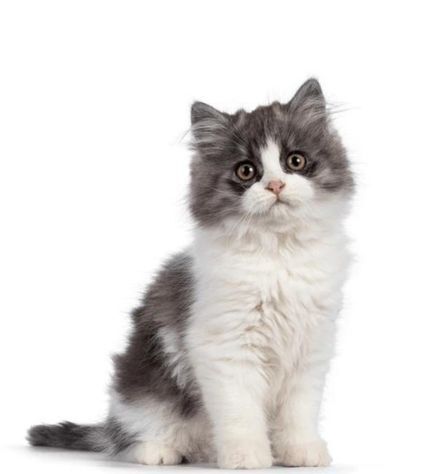 Cymric Cat Personality