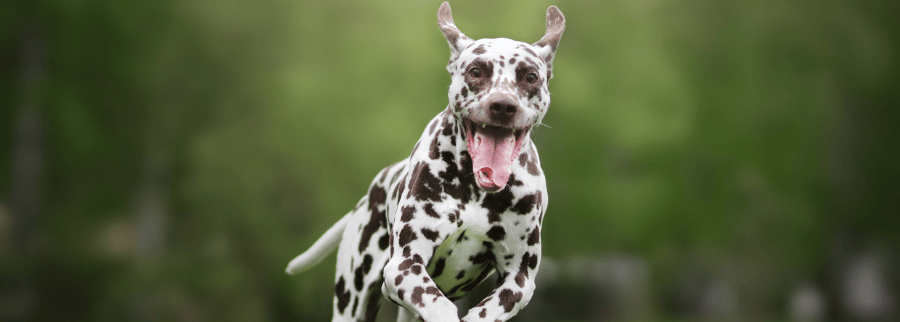 running Dalmatian