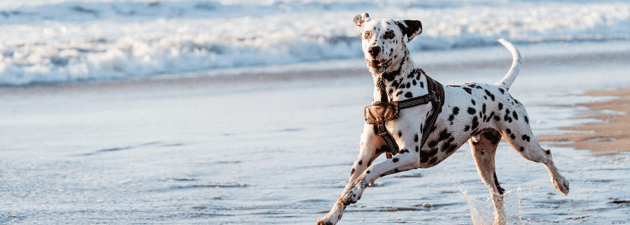 Dalmatian on the beach