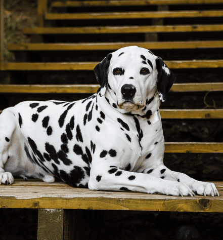 Dalmatian Personality