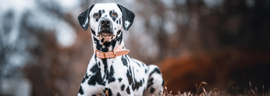 Dalmatian dog