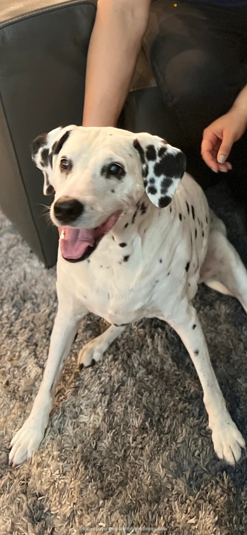 Our Dalmatian's Journey