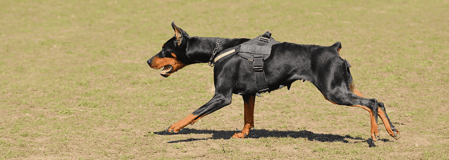 Doberman Pinscher Dog