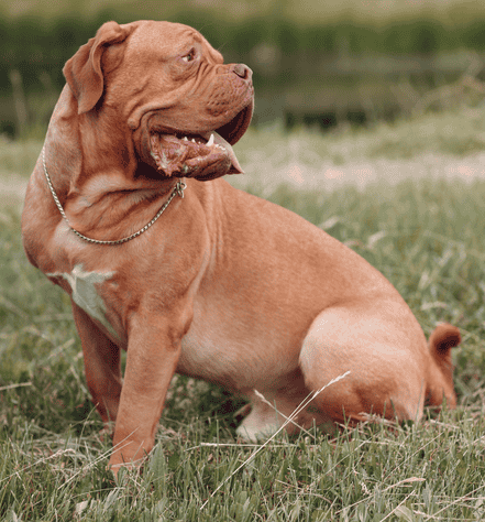Dogue de Bordeaux Personality