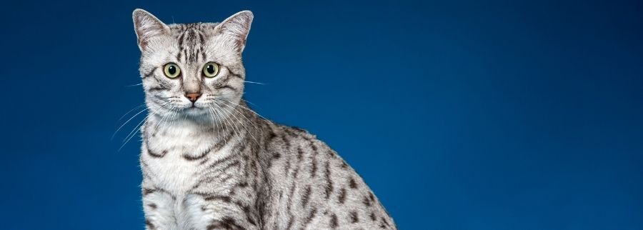 Egyptian Mau