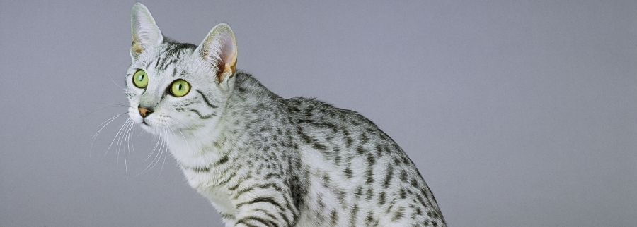 Egyptian Mau Cat