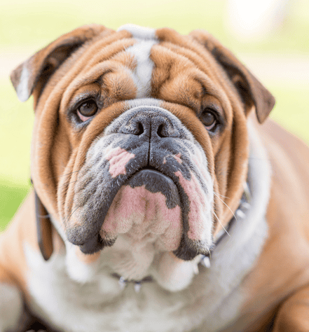 English Bulldog Personality