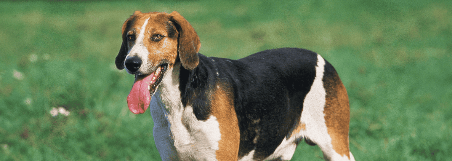 English Foxhound Dog