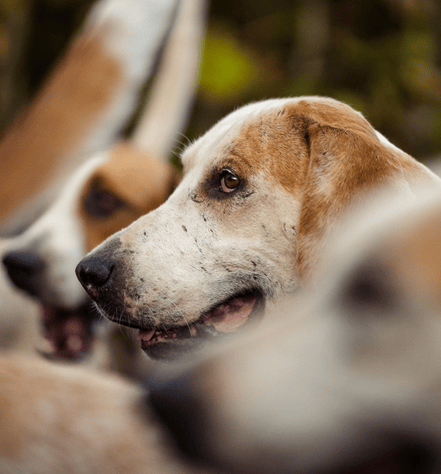 English Foxhound