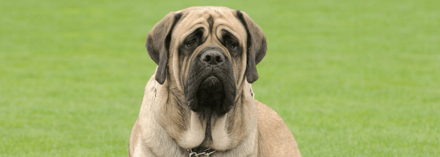 English Mastiff Dogs