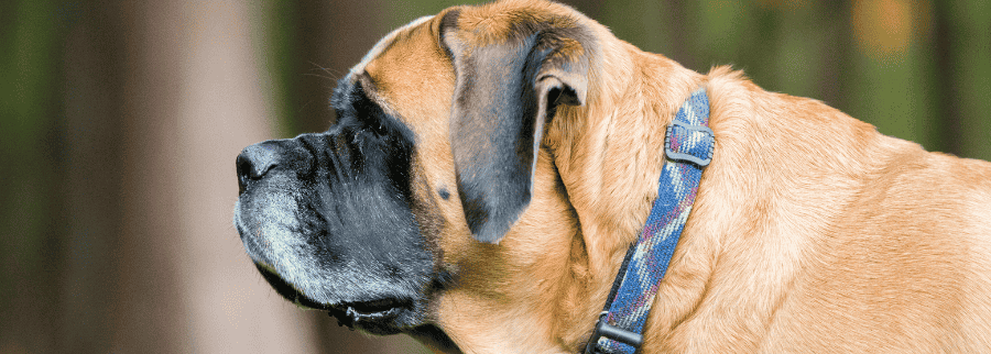 English Mastiff Dogs