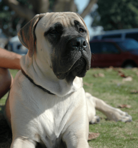 English Mastiff Dogs Personality