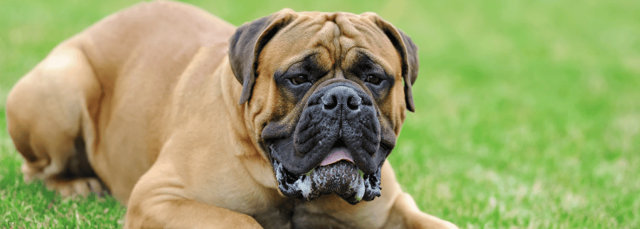 English Mastiff Dogs