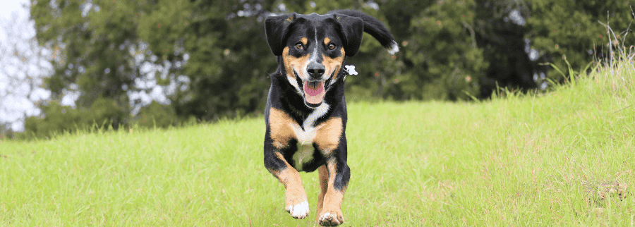 Entlebucher Mountain Dog