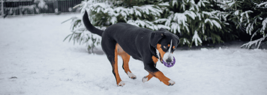 Entlebucher Mountain Dog