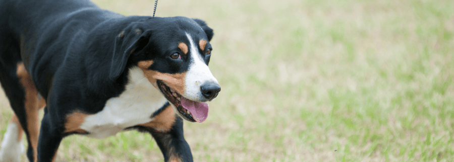 Entlebucher Mountain Dog