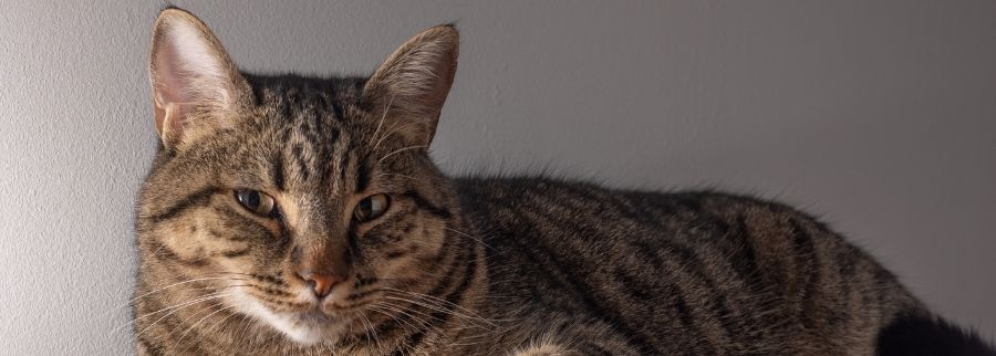 European Shorthair Cat