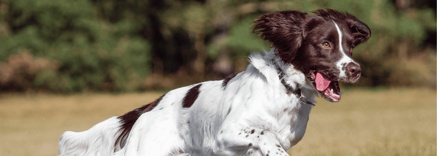 Field Spaniel Dog