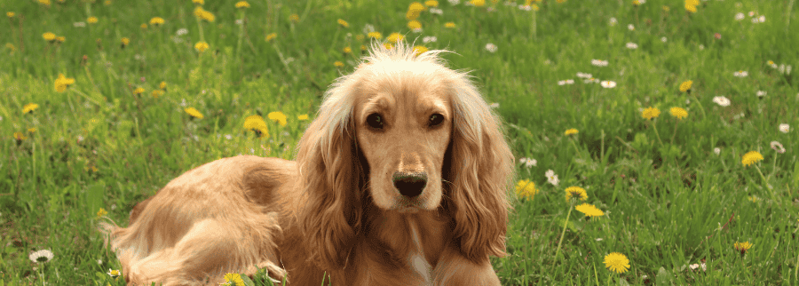 Field Spaniel Dog