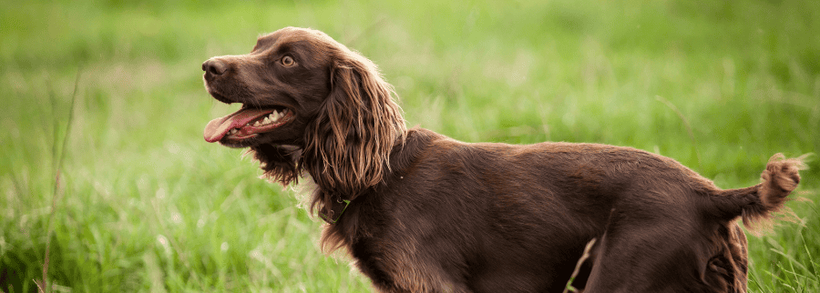 Field Spaniel Dog