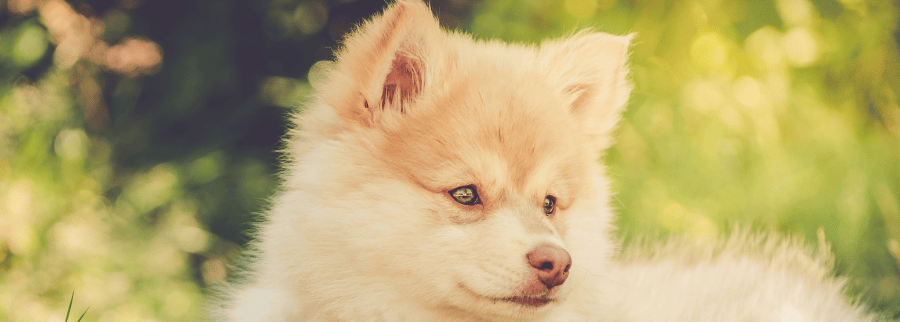 Finnish Lapphunds Dog