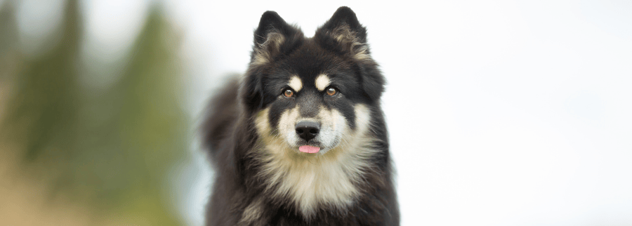 Finnish Lapphunds Dog