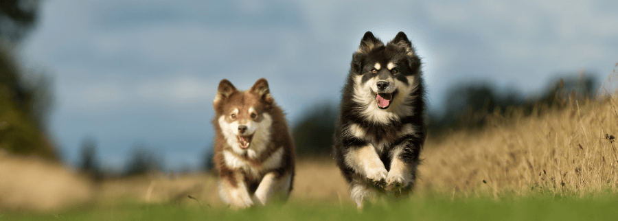 Finnish Lapphunds Dog