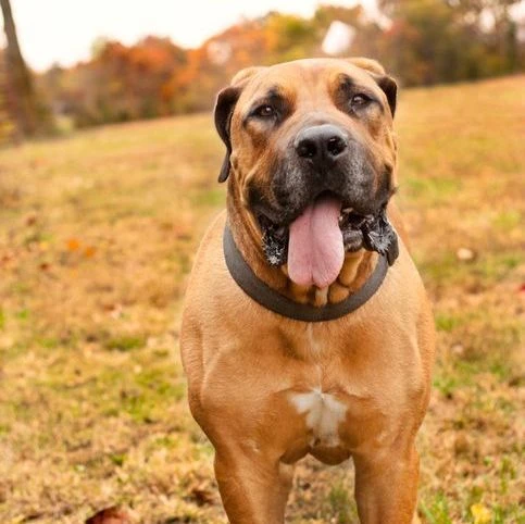 Happy Boerboel smiling at the camera