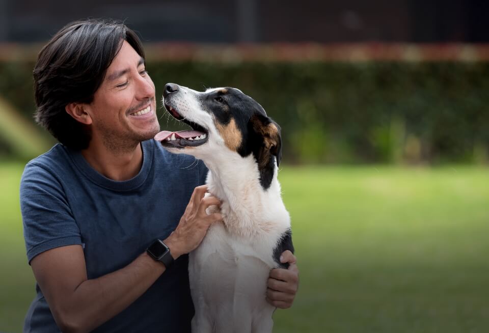 Cães - remédios por raça - Pastor dos Pirinéus - NHV Natural Pet