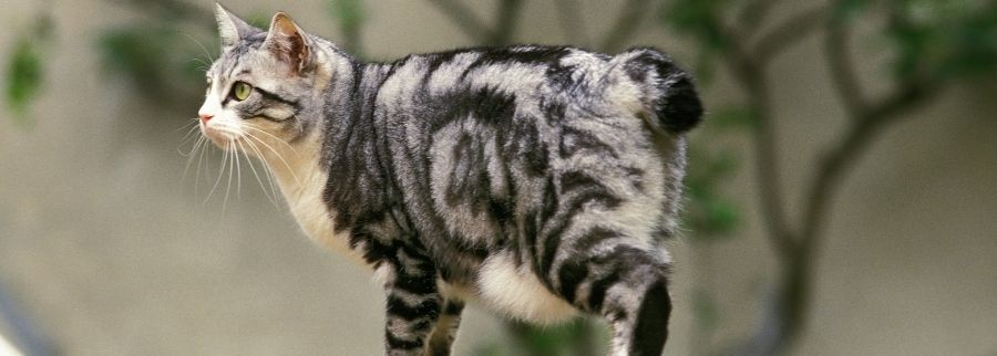 Japanese Bobtail